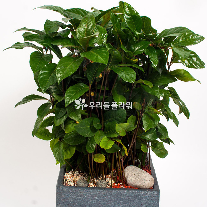 상세이미지