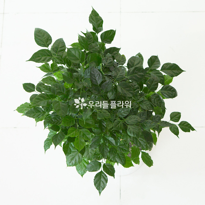 상세이미지