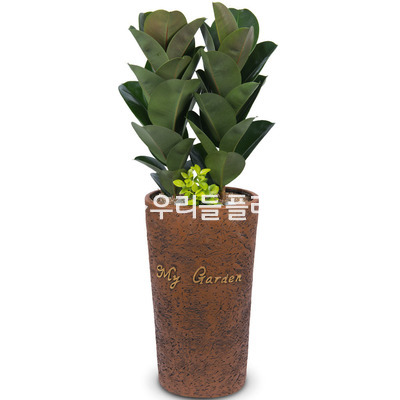 고무나무(인기상품)