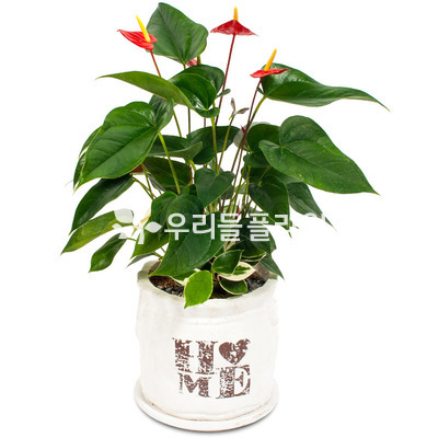 미니 안씨리움