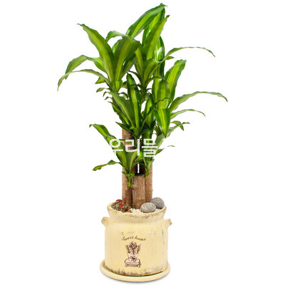 행운목 테라분