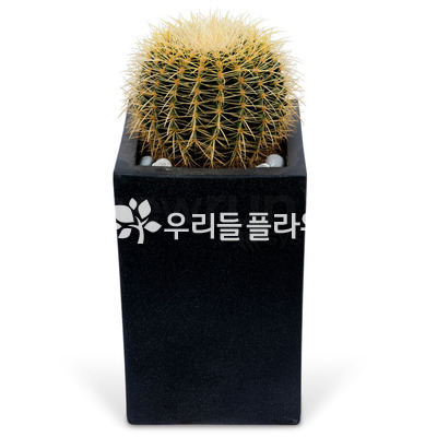 선인장 s310