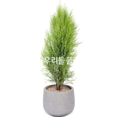율마