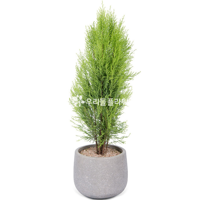 상세이미지