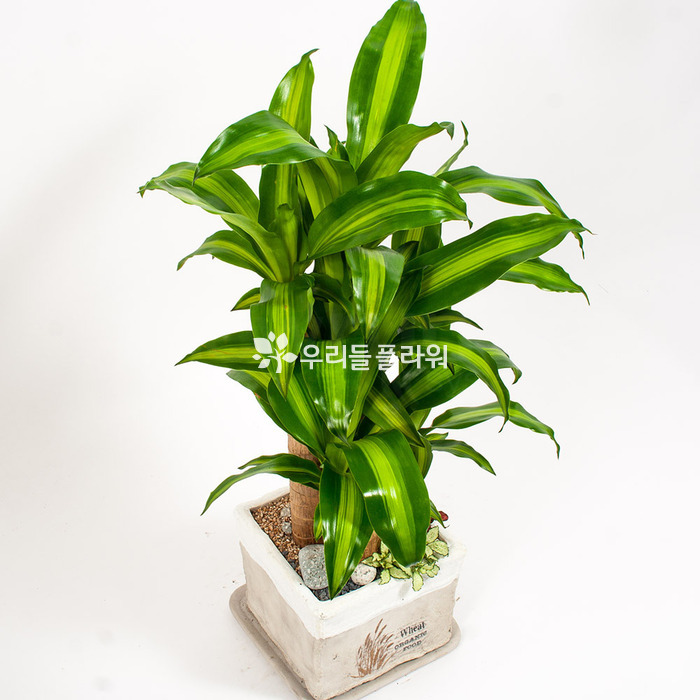 상세이미지