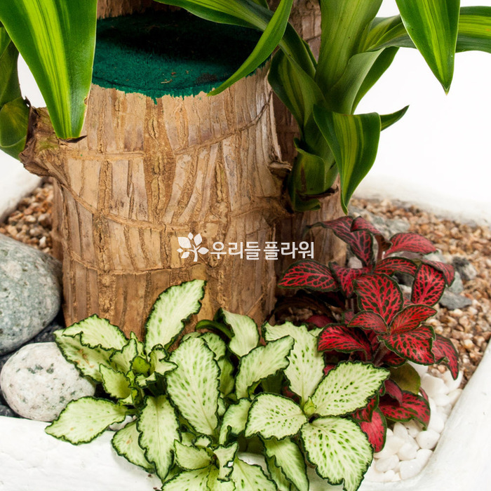 상세이미지