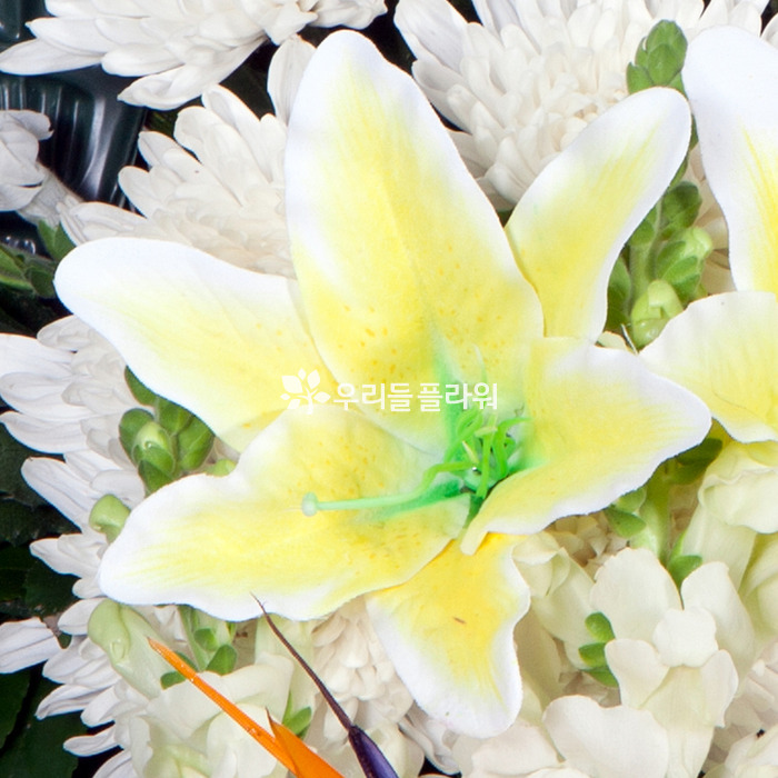 상세이미지