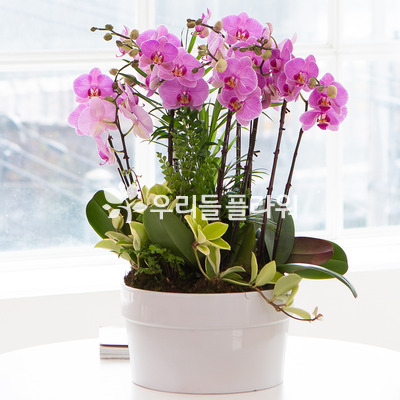 핑크호접15