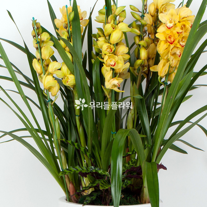 상세이미지