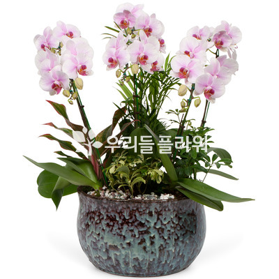 미니호접(연핑크)