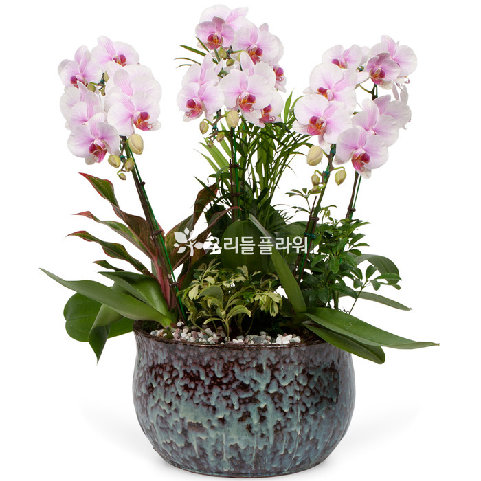 상세이미지
