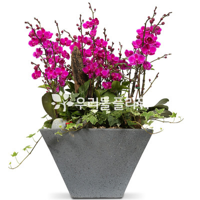 프리미엄 만천홍(FRP)
