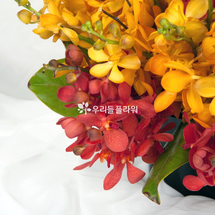 상세이미지