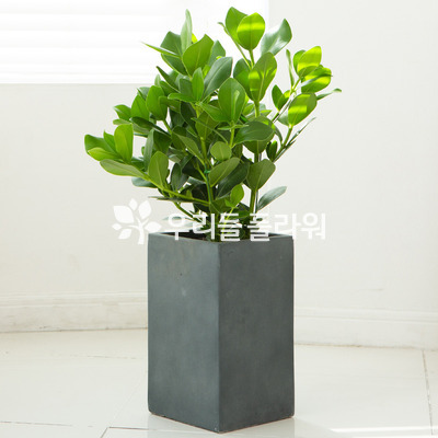 크루시아(사각시멘트분)